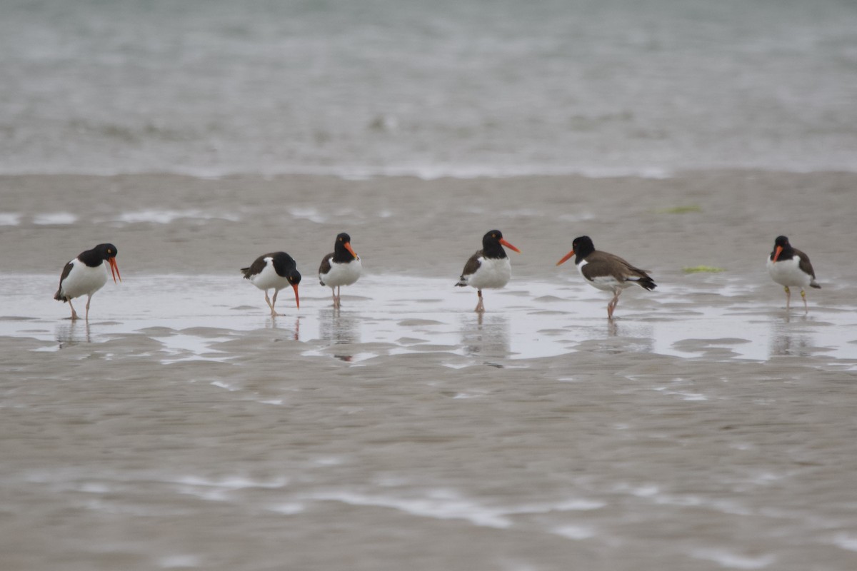 American Oystercatcher - ML614099457