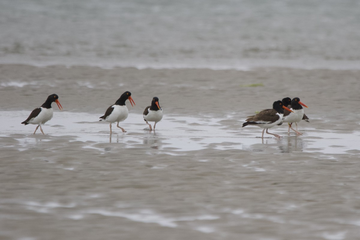 American Oystercatcher - ML614099460