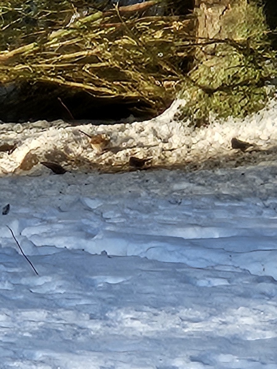 White-throated Sparrow - ML614099512