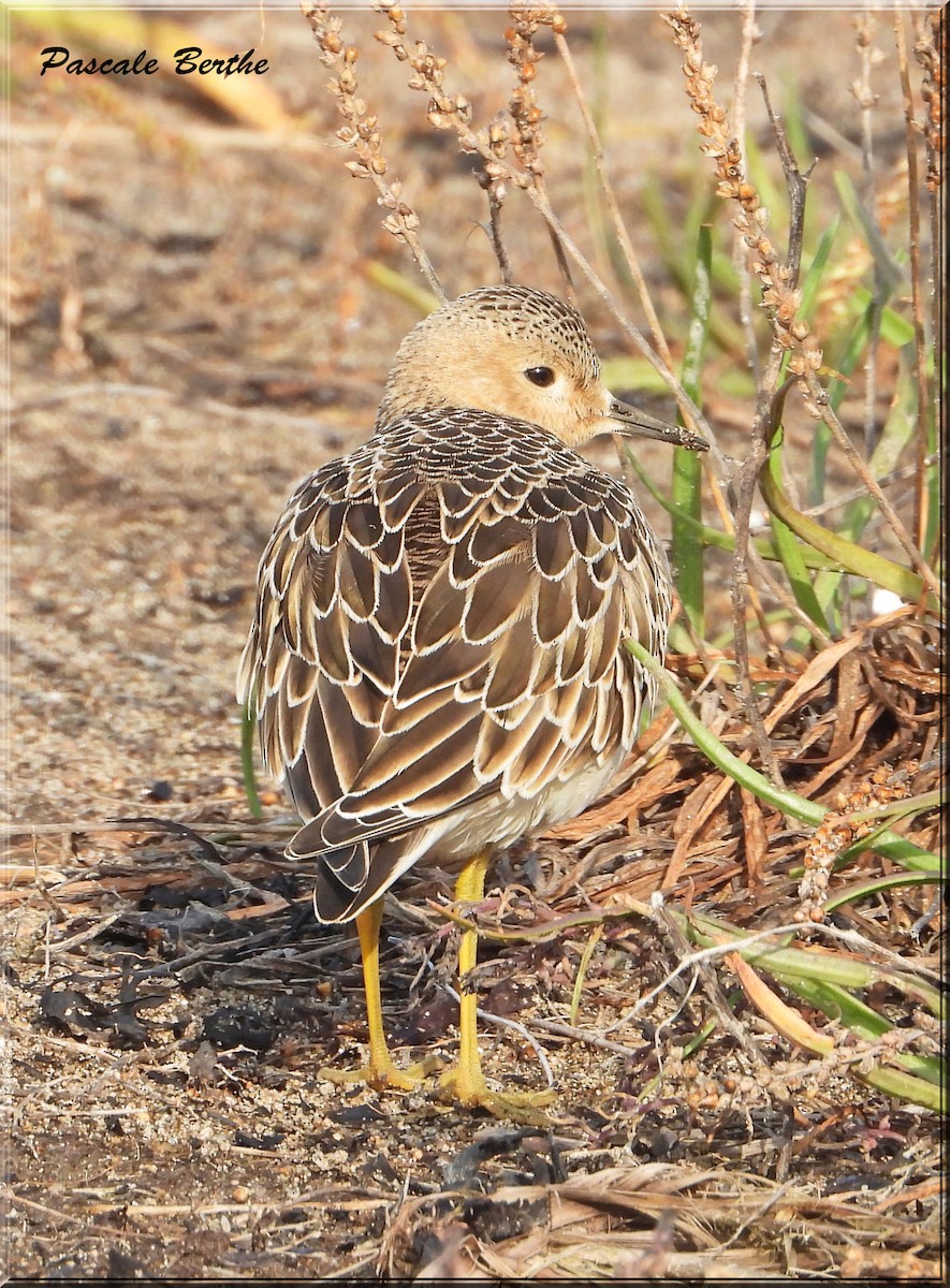 Buff-breasted Sandpiper - ML614099555