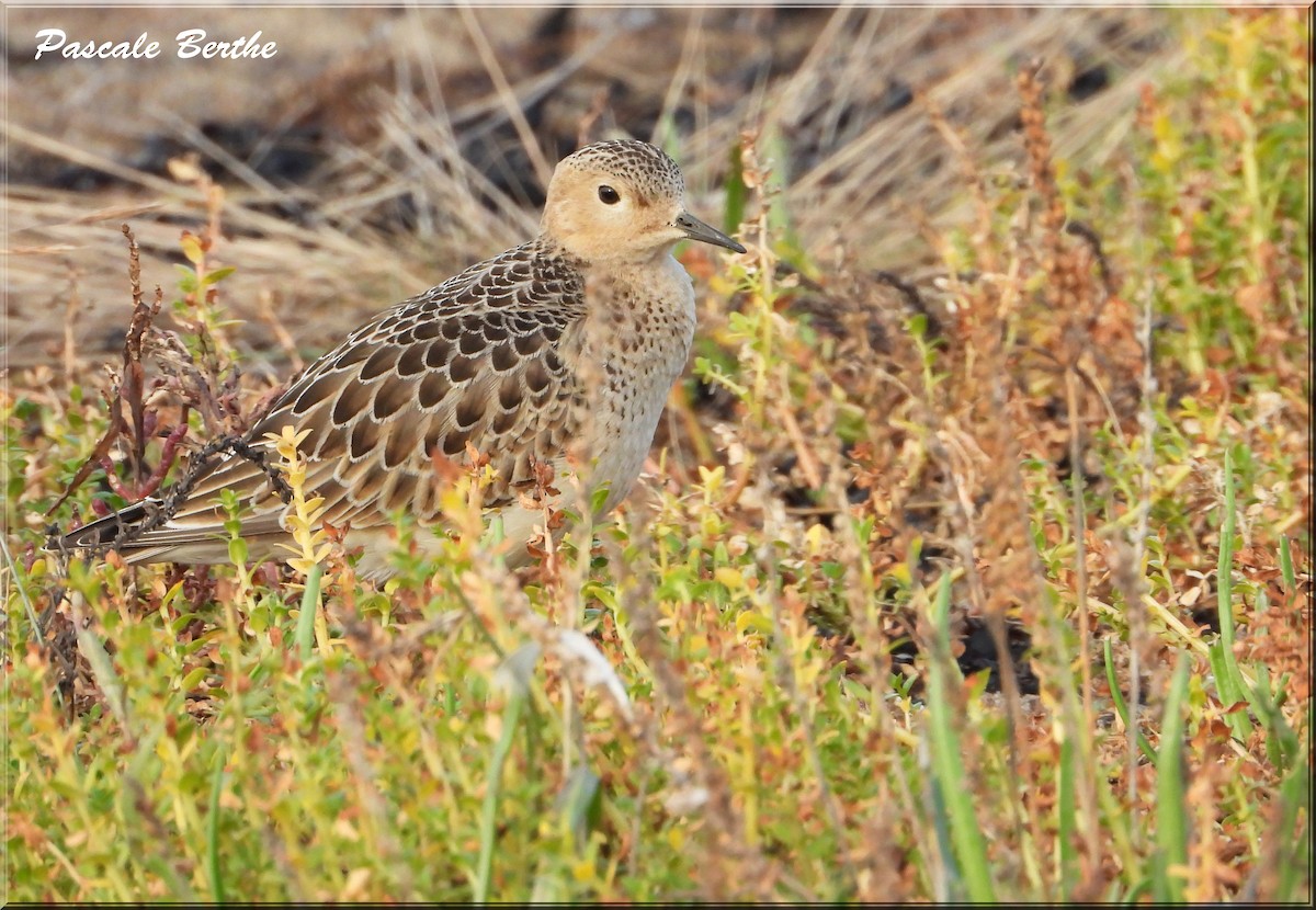 Buff-breasted Sandpiper - ML614099557