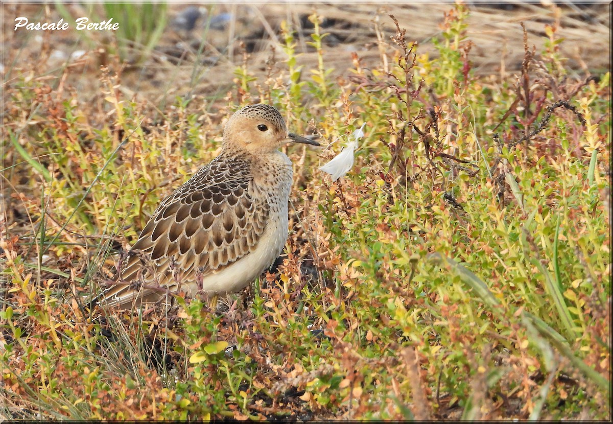 Buff-breasted Sandpiper - ML614099559