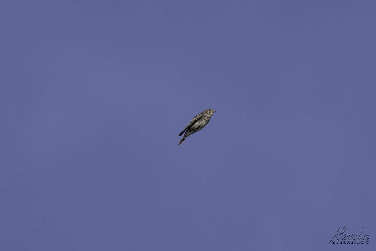 Mediterranean Short-toed Lark - Alexandre Guerreiro