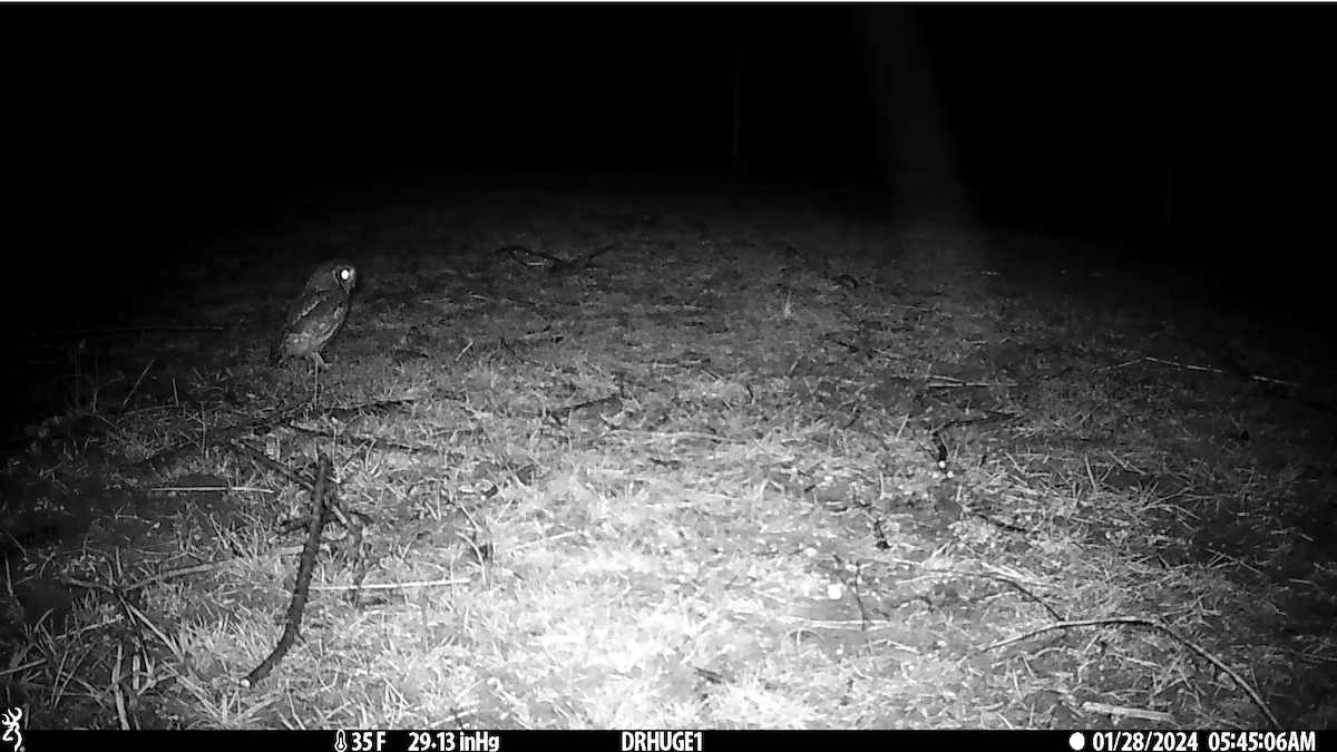 Eastern Screech-Owl - ML614099624