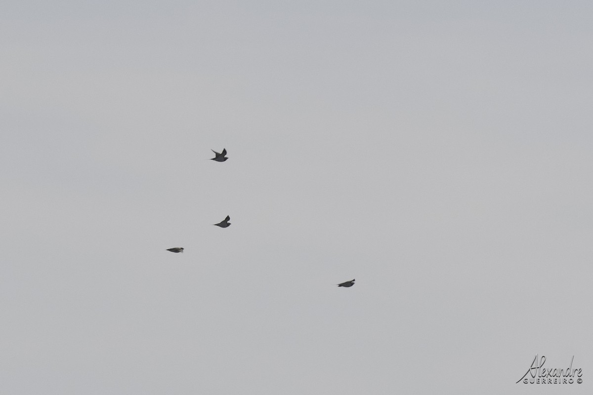 Pin-tailed Sandgrouse - Alexandre Guerreiro