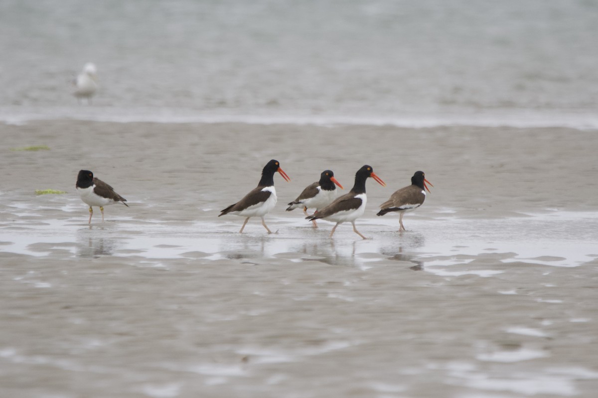 American Oystercatcher - ML614099787