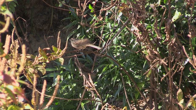 Rock Bunting - ML614099790