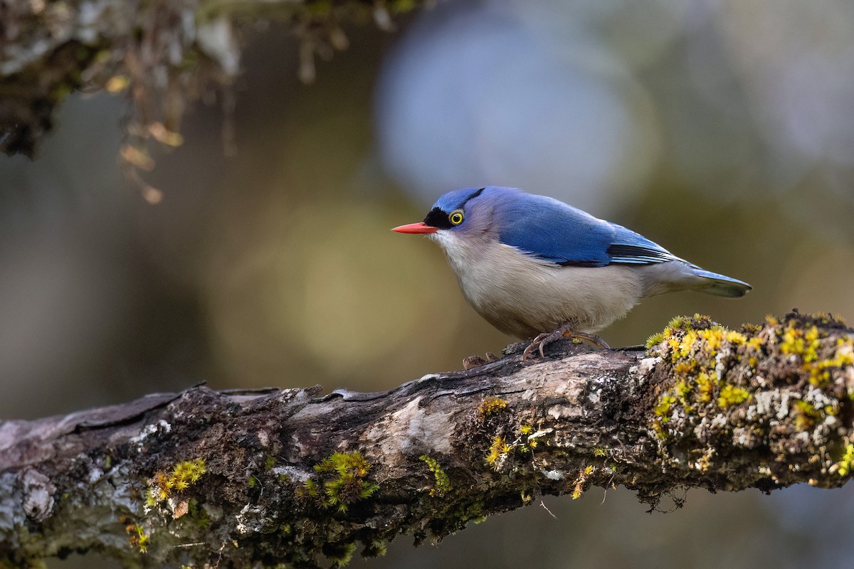 Velvet-fronted Nuthatch - ML614099900