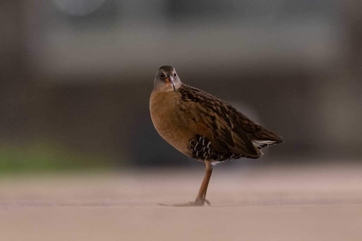 Virginia Rail - Matthew Bell