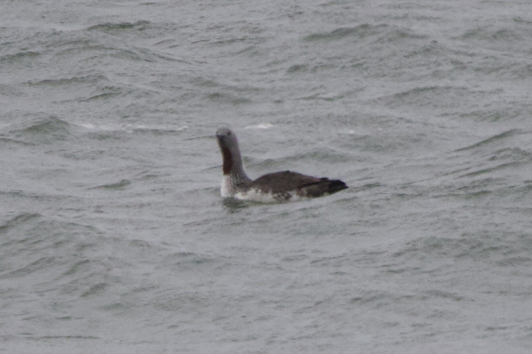 Red-throated Loon - ML614100040