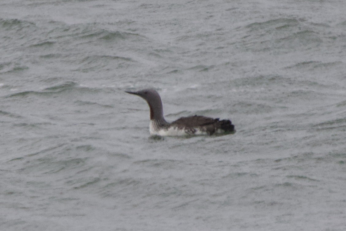Red-throated Loon - ML614100041