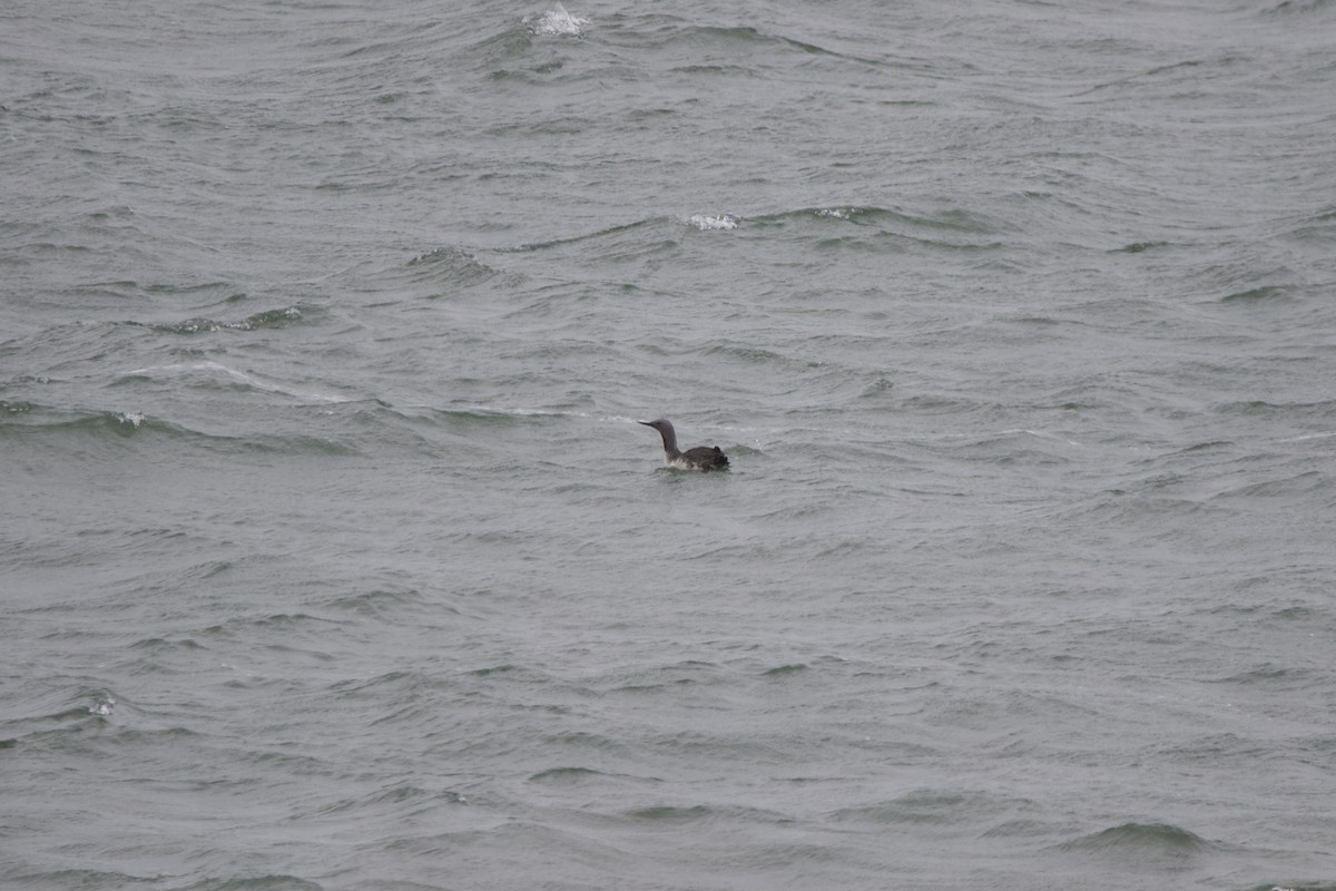 Red-throated Loon - ML614100042