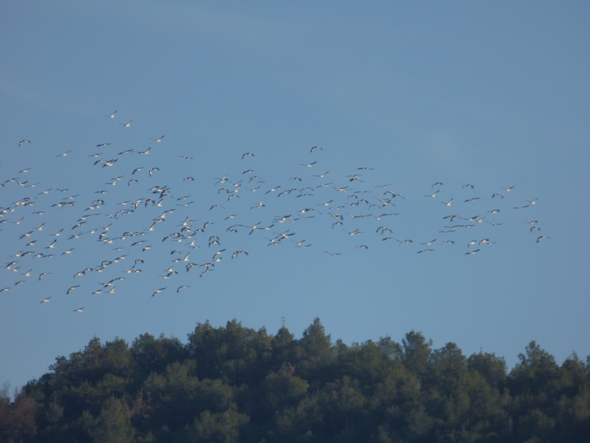 White Stork - ML614100071