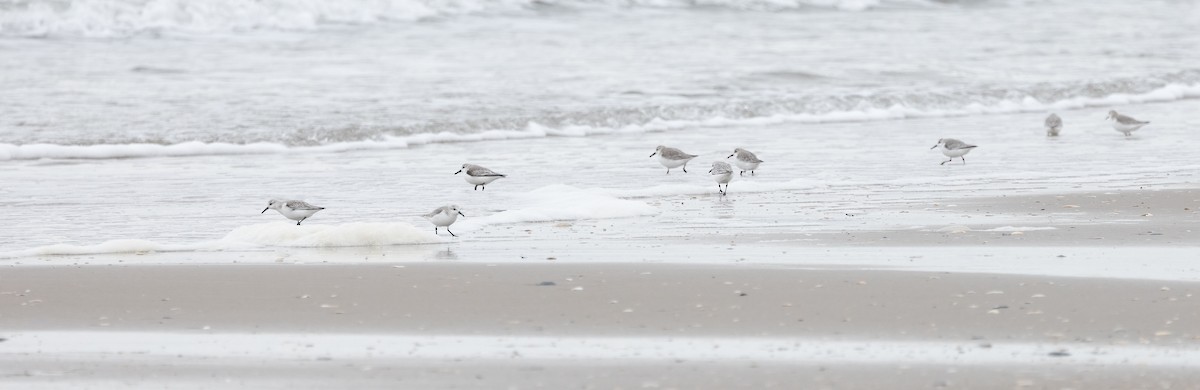 Bécasseau sanderling - ML614100239