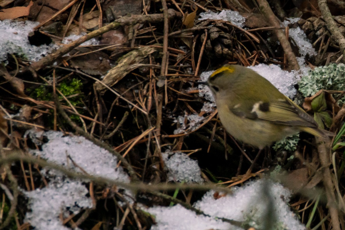 Goldcrest - ML614100241