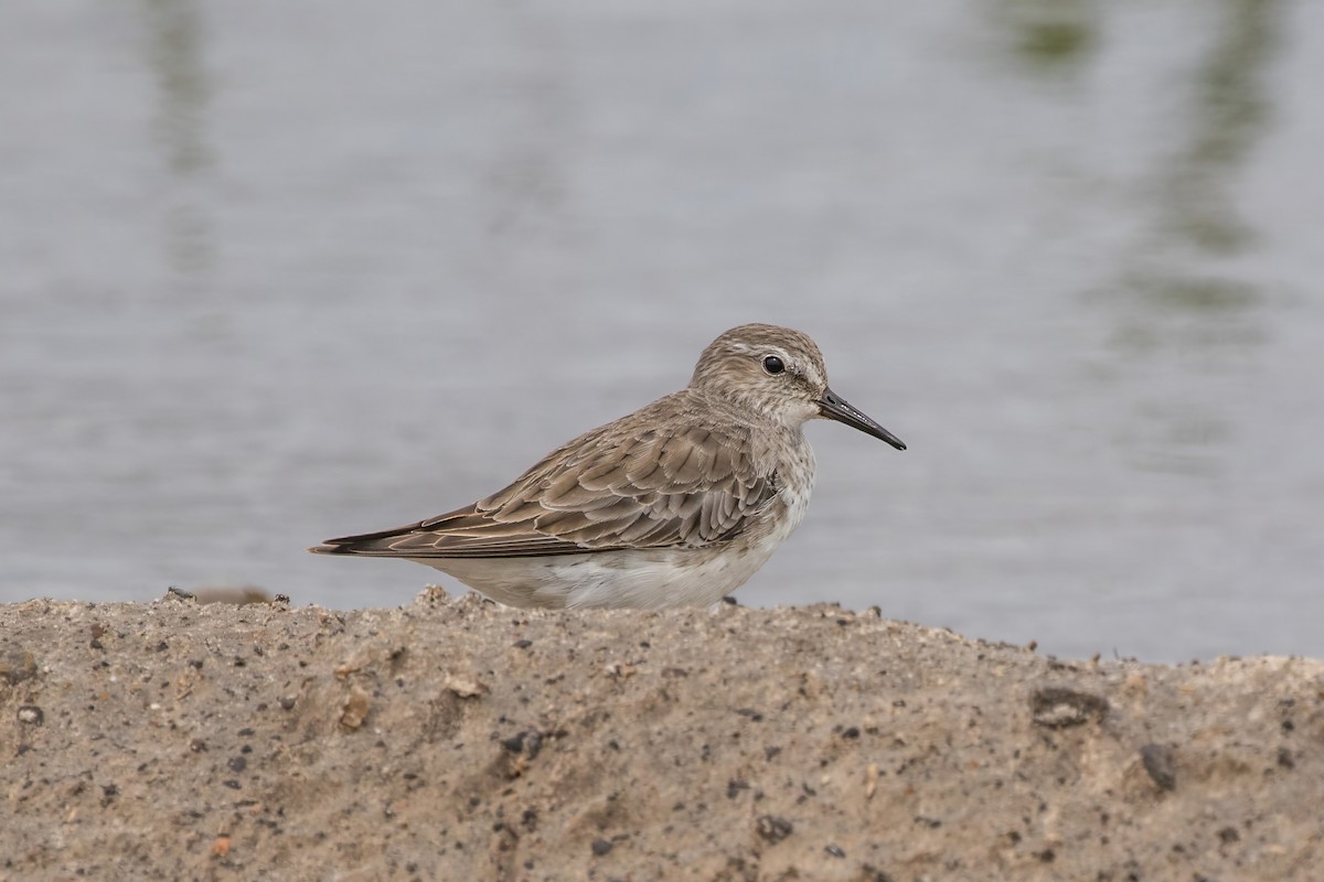 White-rumped Sandpiper - ML614100247