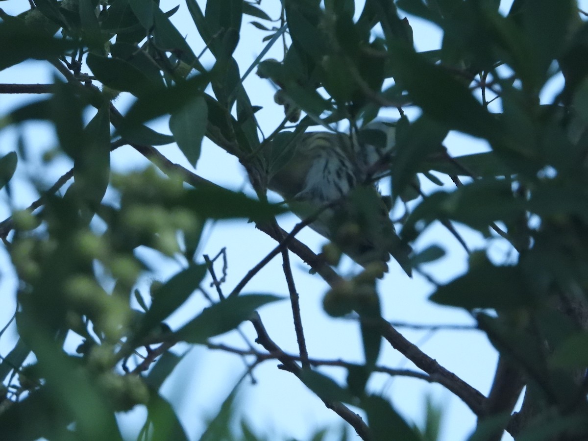 Eurasian Siskin - ML614100294