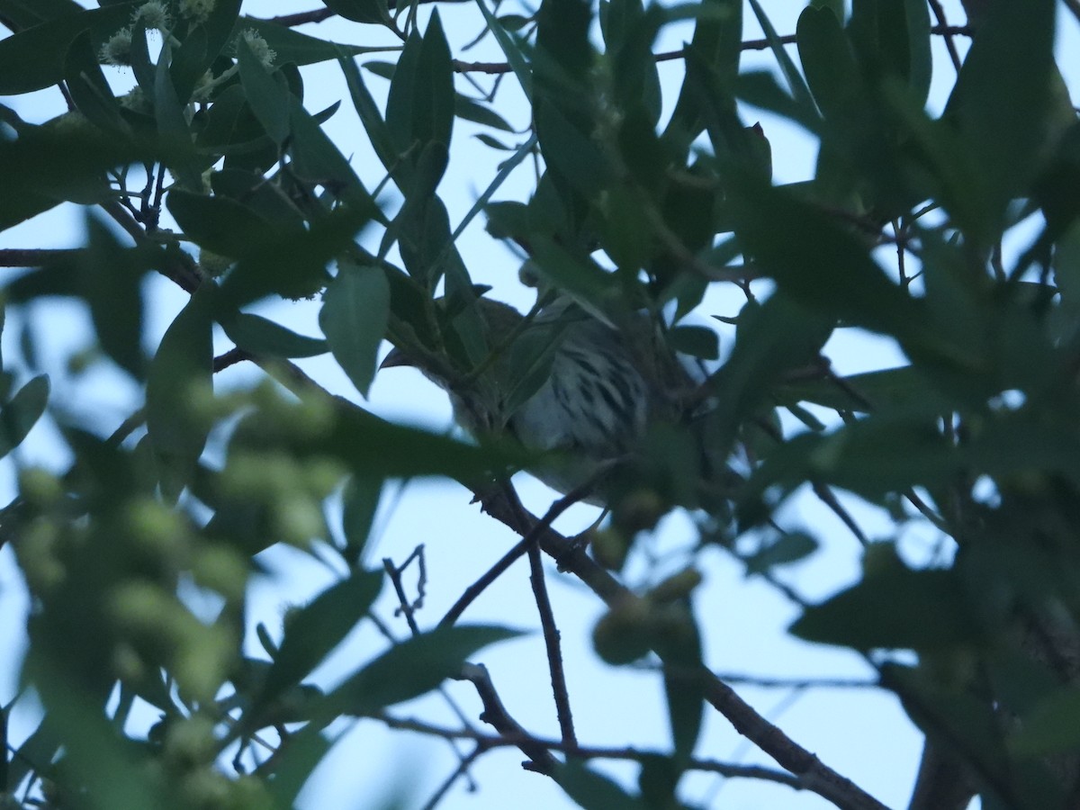 Eurasian Siskin - ML614100307