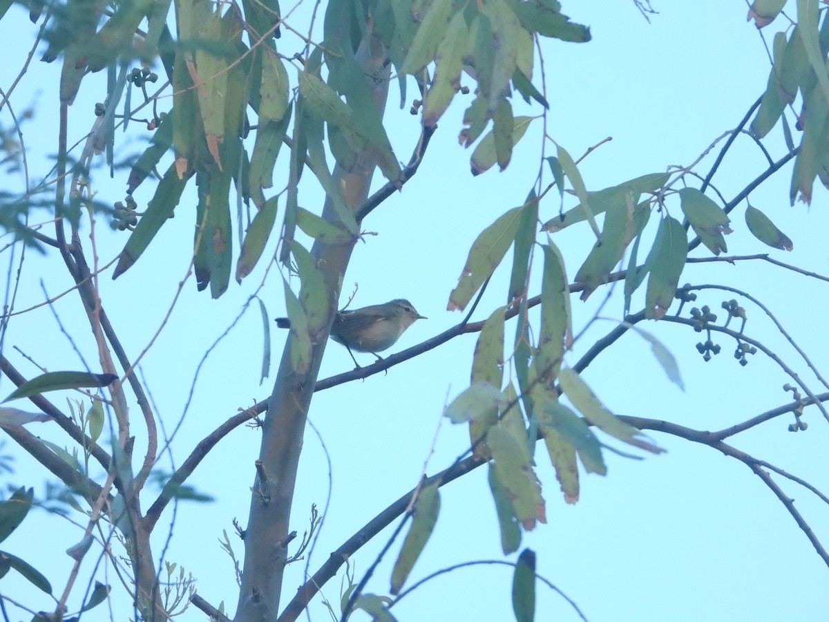 Common Chiffchaff - ML614100325