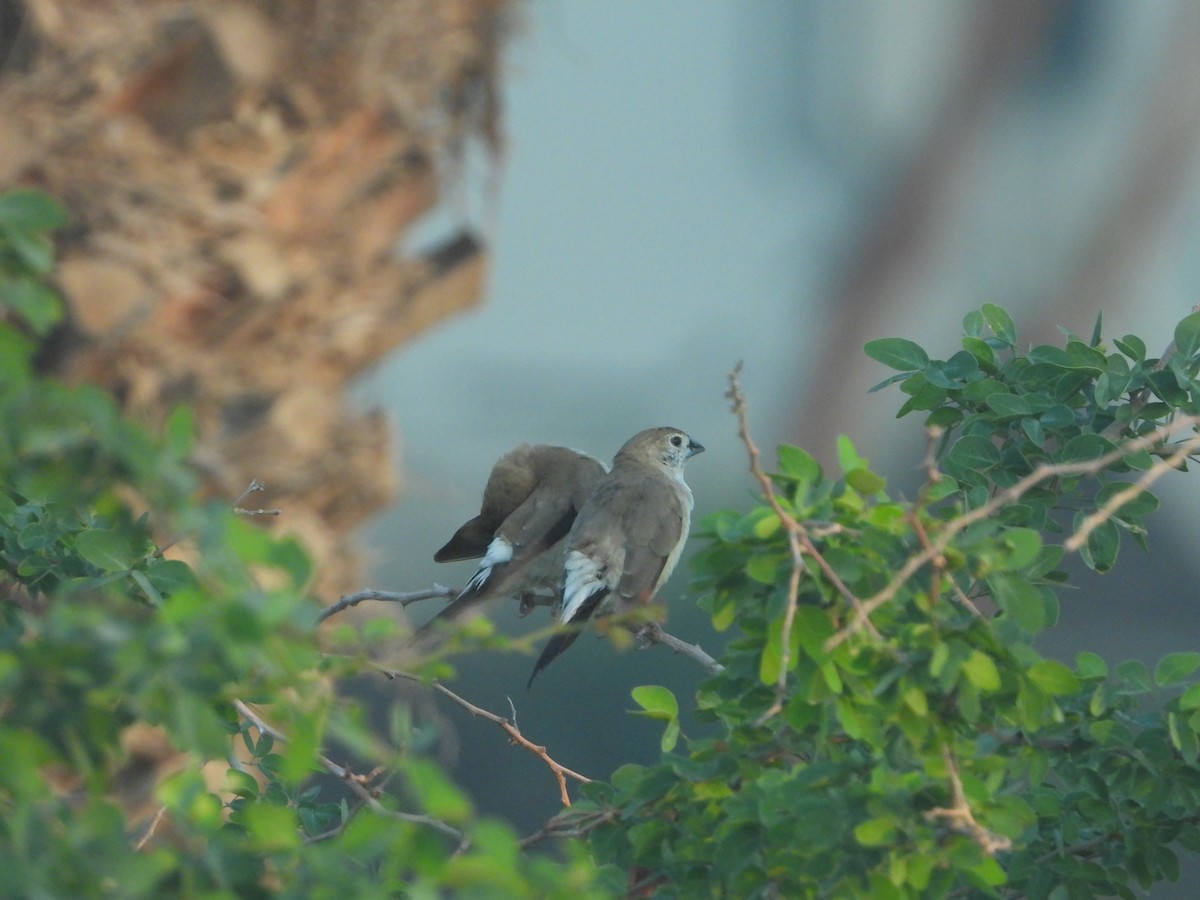 Indian Silverbill - ML614100331