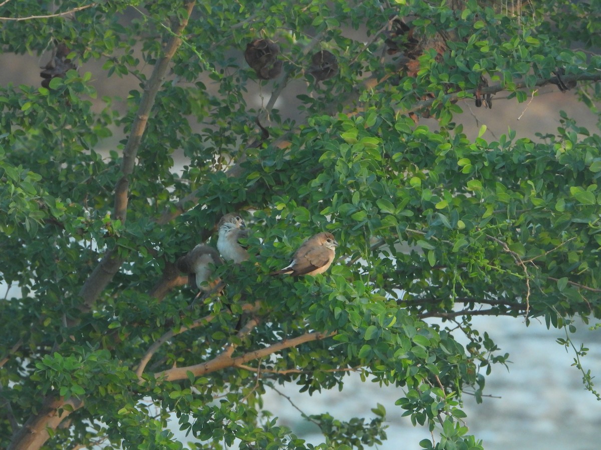 Indian Silverbill - ML614100344