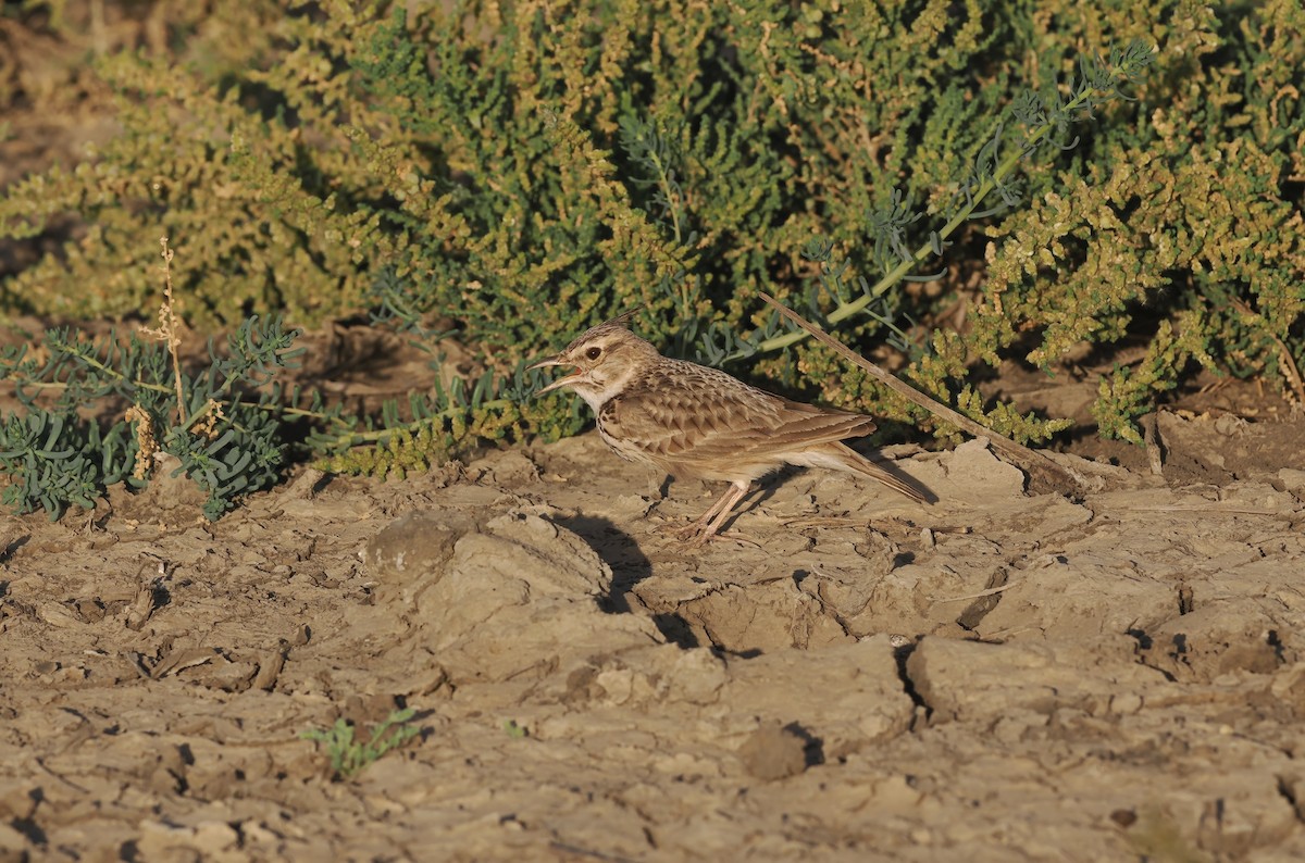 Crested Lark (Crested) - ML614100355