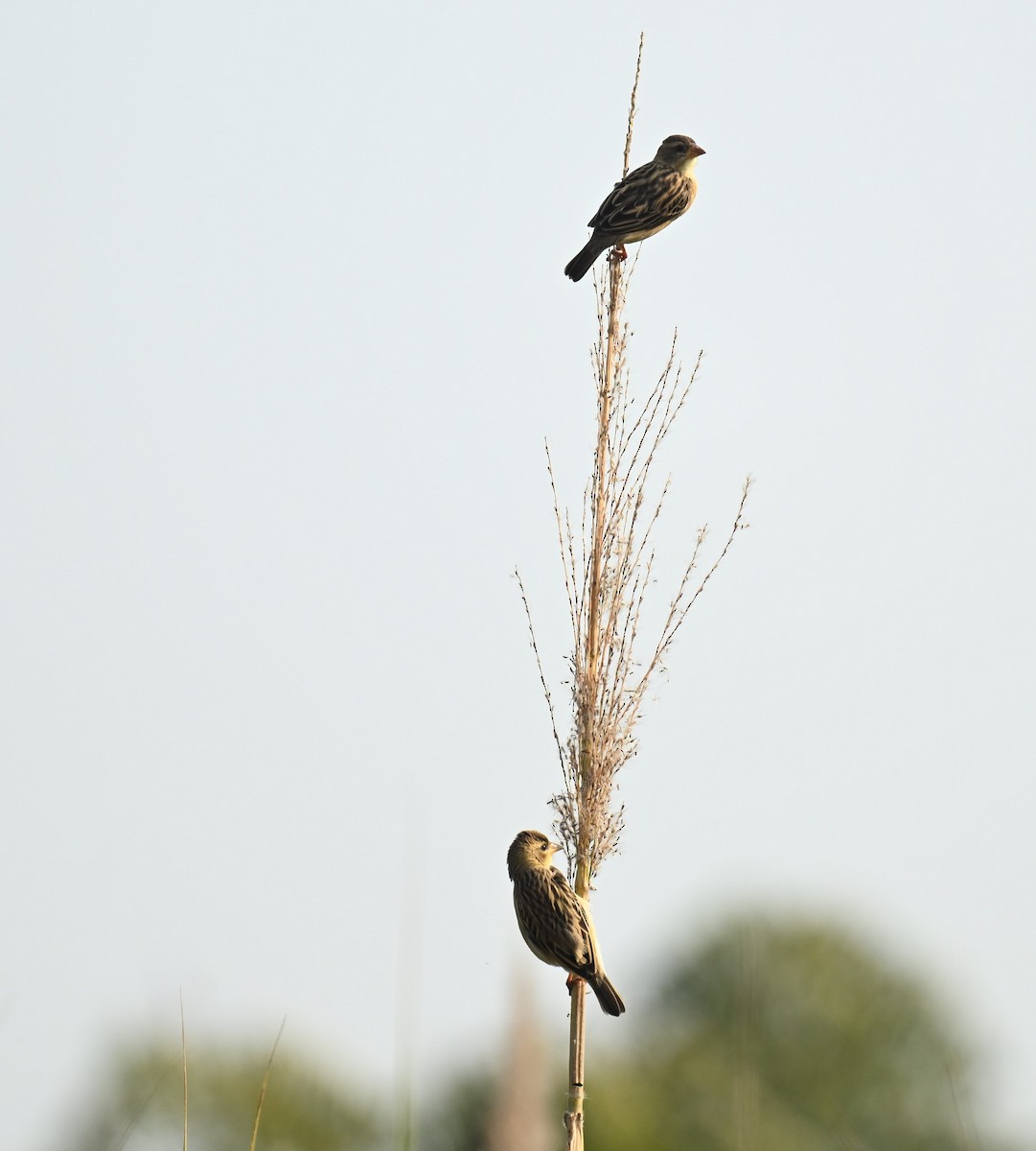 Baya Weaver - Nambivel RAJ