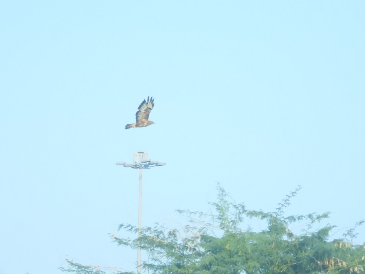 Common Buzzard (Steppe) - ML614100394