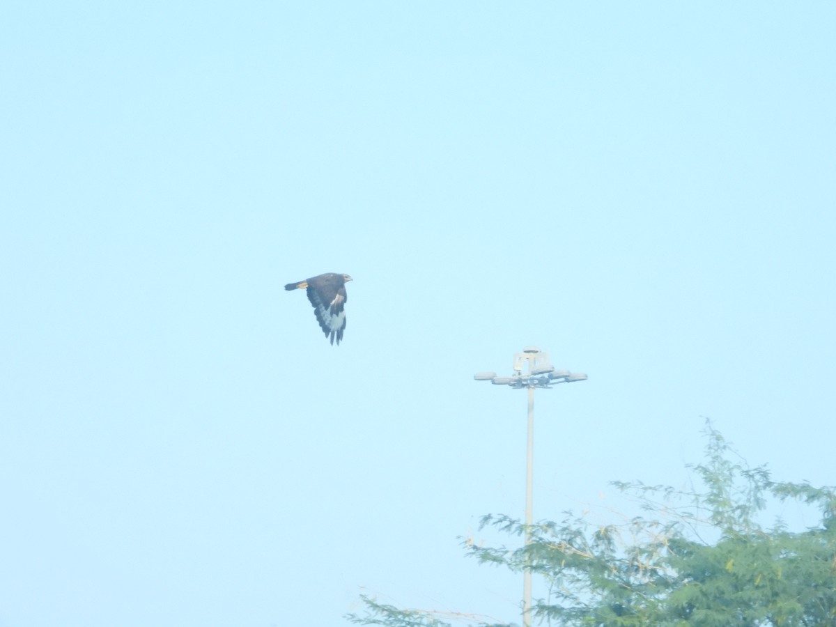 Common Buzzard (Steppe) - ML614100418