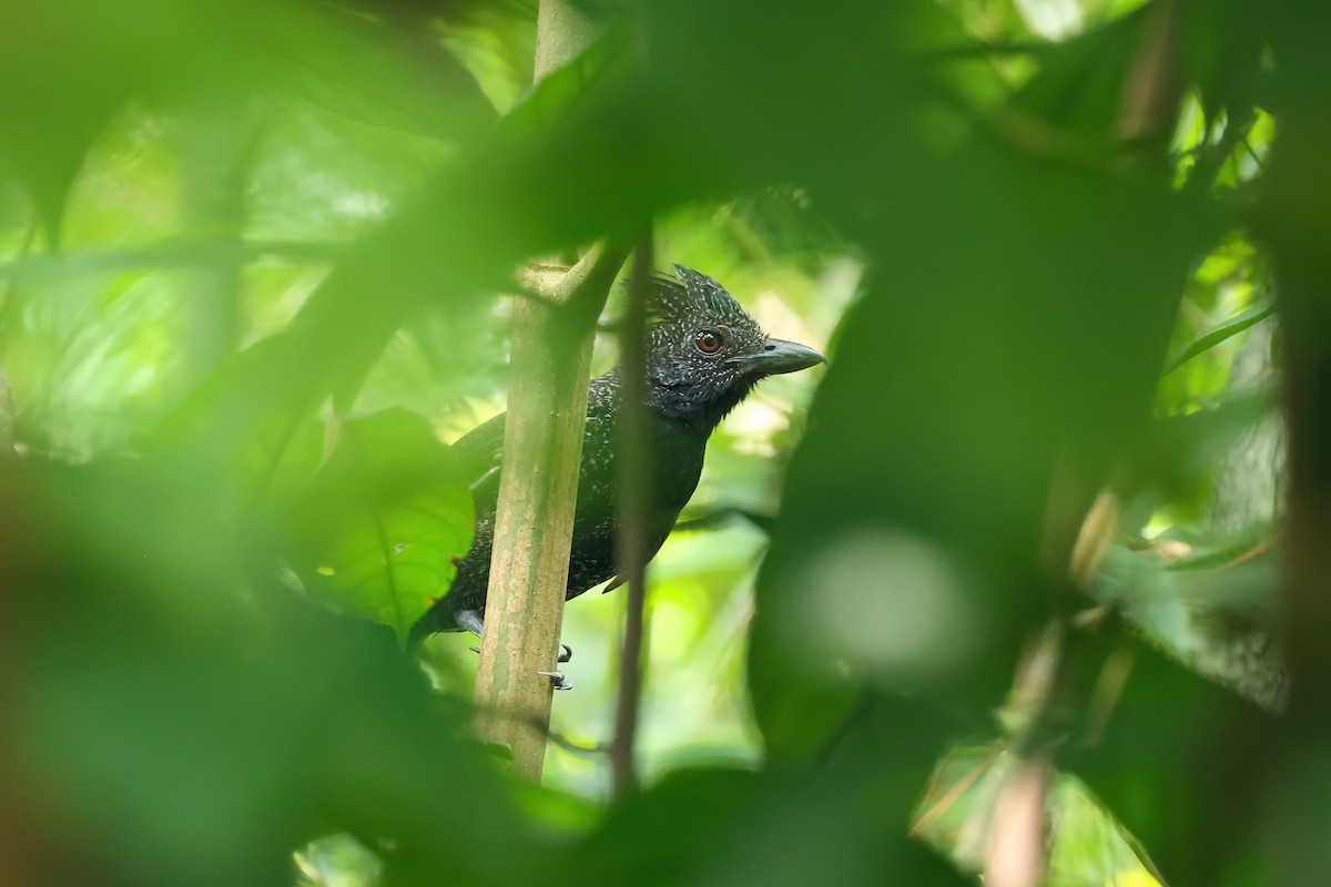 Fulvous Antshrike - Thibaud Aronson