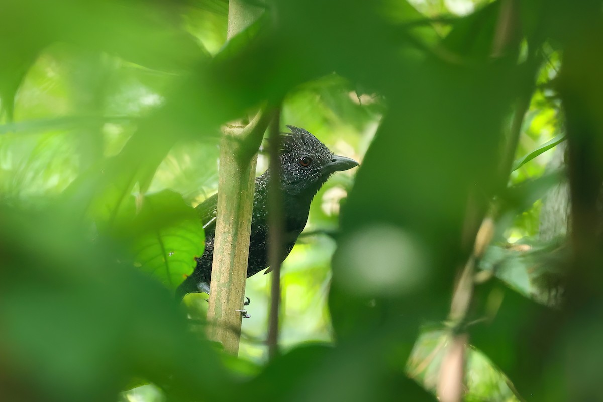 Fulvous Antshrike - ML614100469