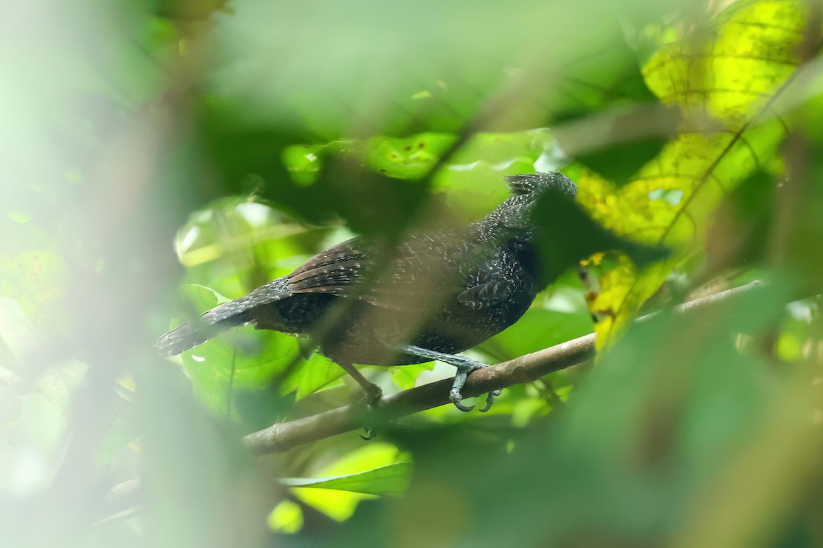 Fulvous Antshrike - Thibaud Aronson