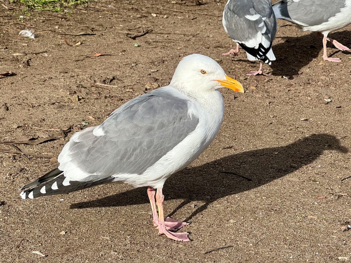 Western Gull - ML614100553