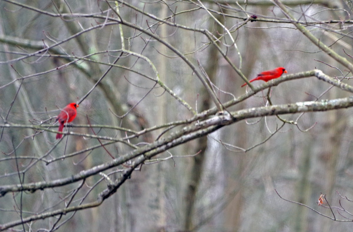 Northern Cardinal - Bill Winkler