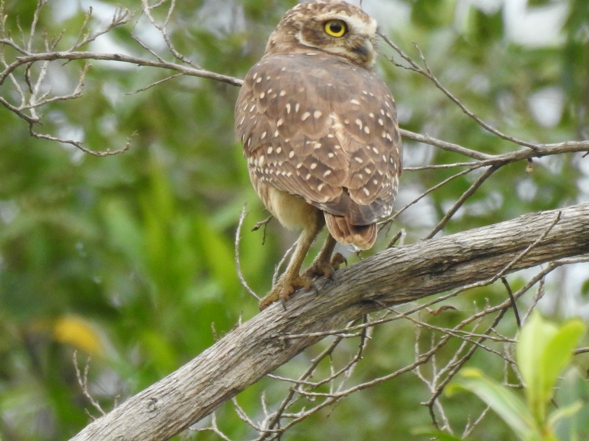 Burrowing Owl - ML614100600