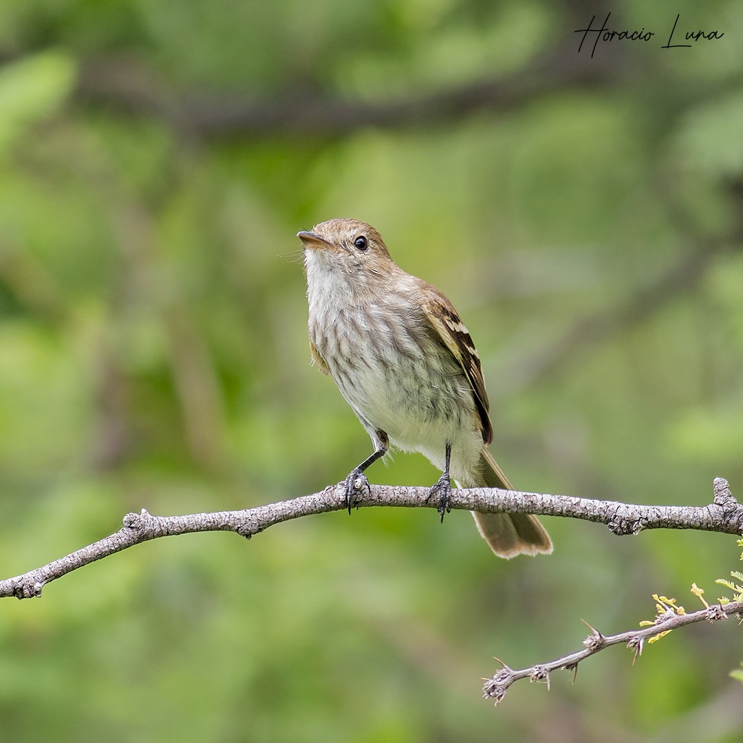 Bran-colored Flycatcher - Horacio Luna