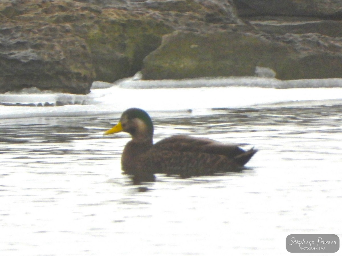 Mallard x American Black Duck (hybrid) - Stéphane Primeau