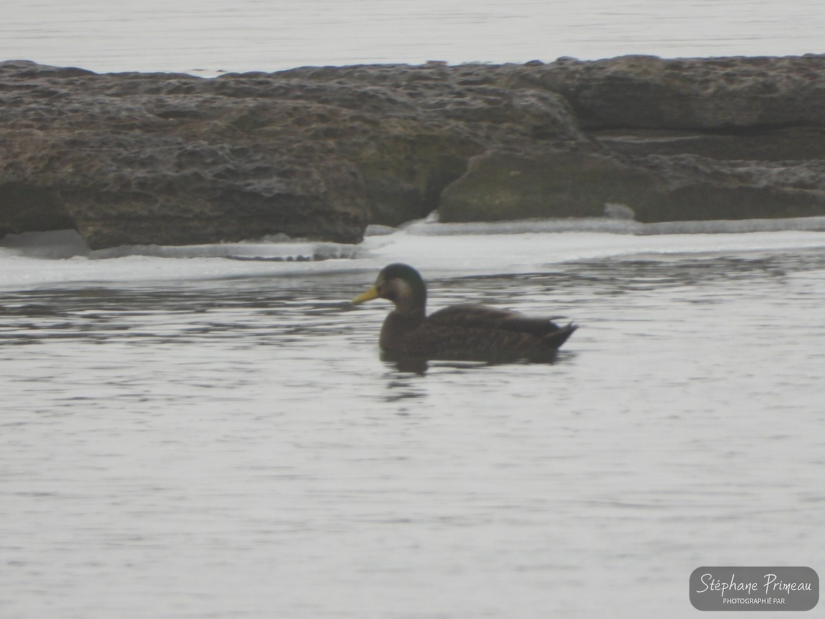 Mallard x American Black Duck (hybrid) - Stéphane Primeau