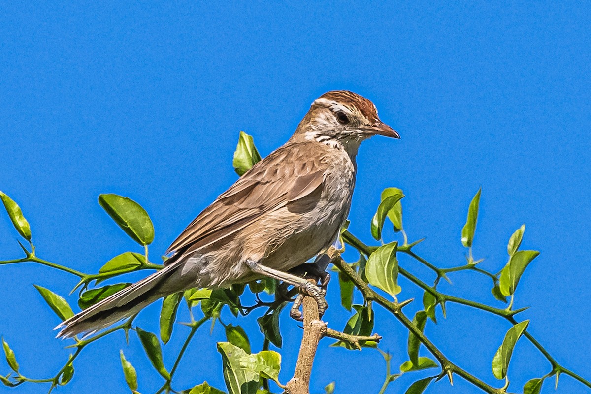 Leñatero - ML614100690