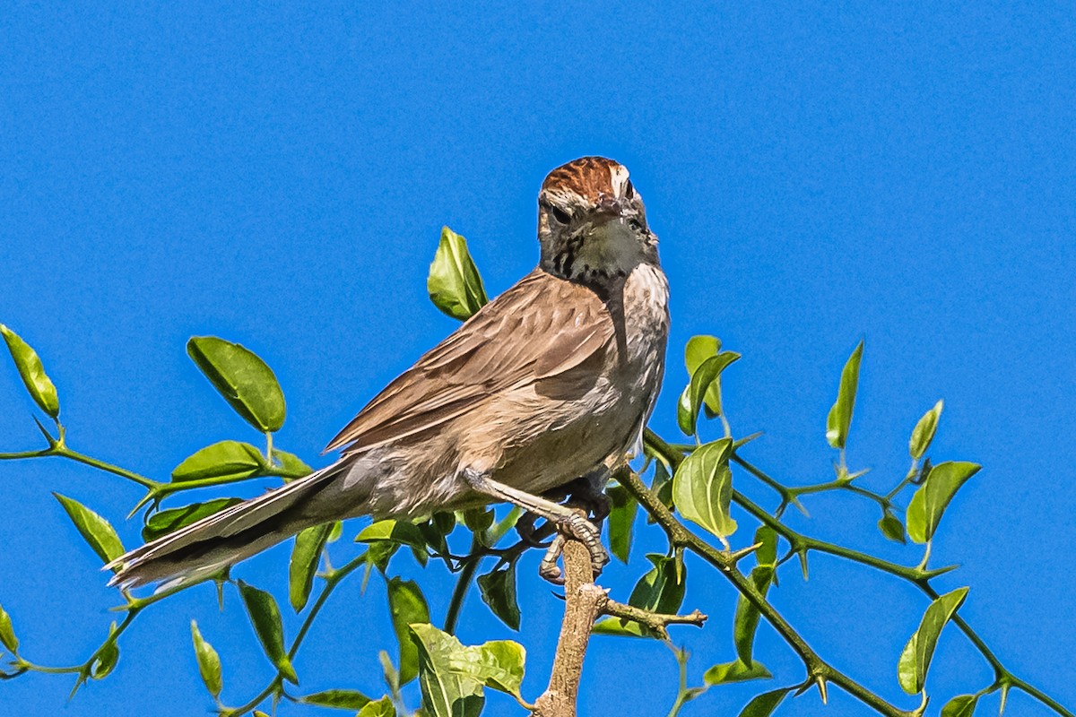 Leñatero - ML614100692