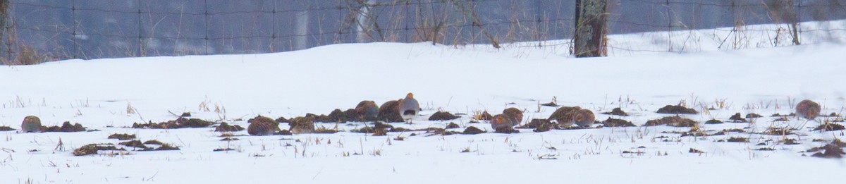 Куріпка сіра - ML614100693