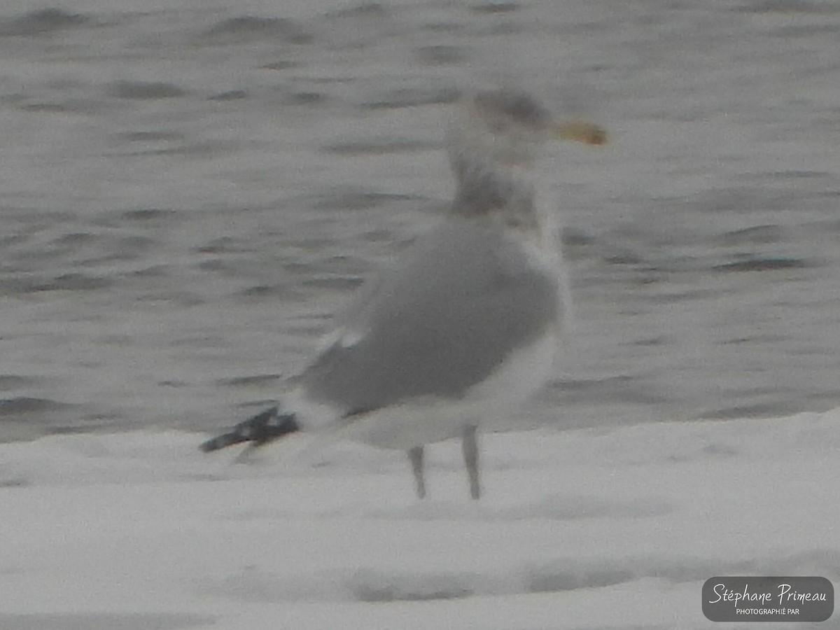 Herring Gull - Stéphane Primeau