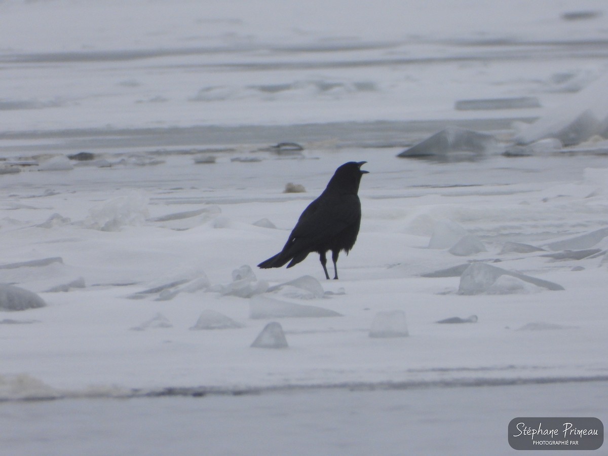 American Crow - Stéphane Primeau