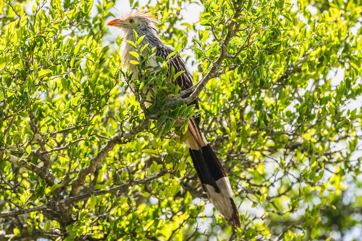 Guira Cuckoo - ML614100793