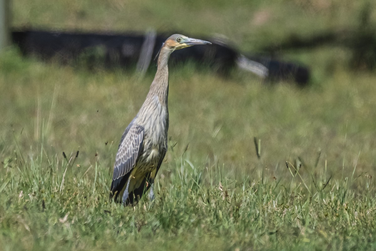 Whistling Heron - ML614100832