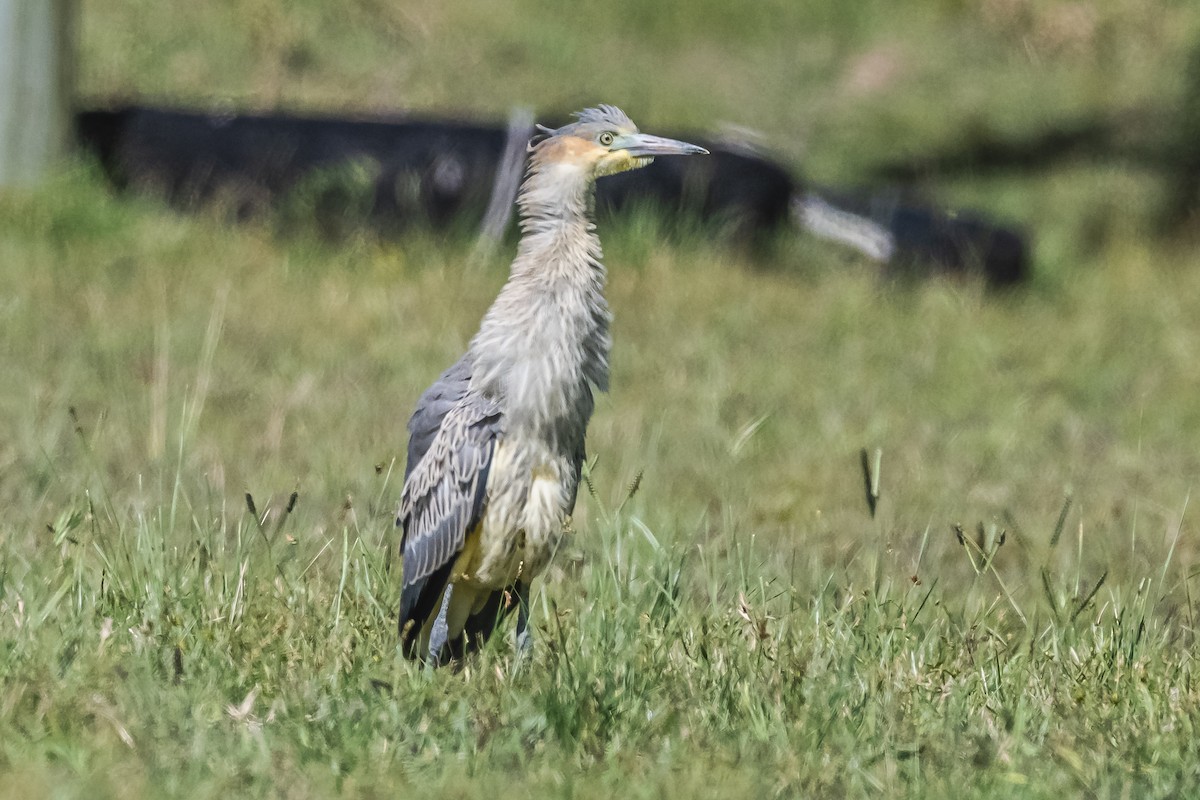 Whistling Heron - ML614100835