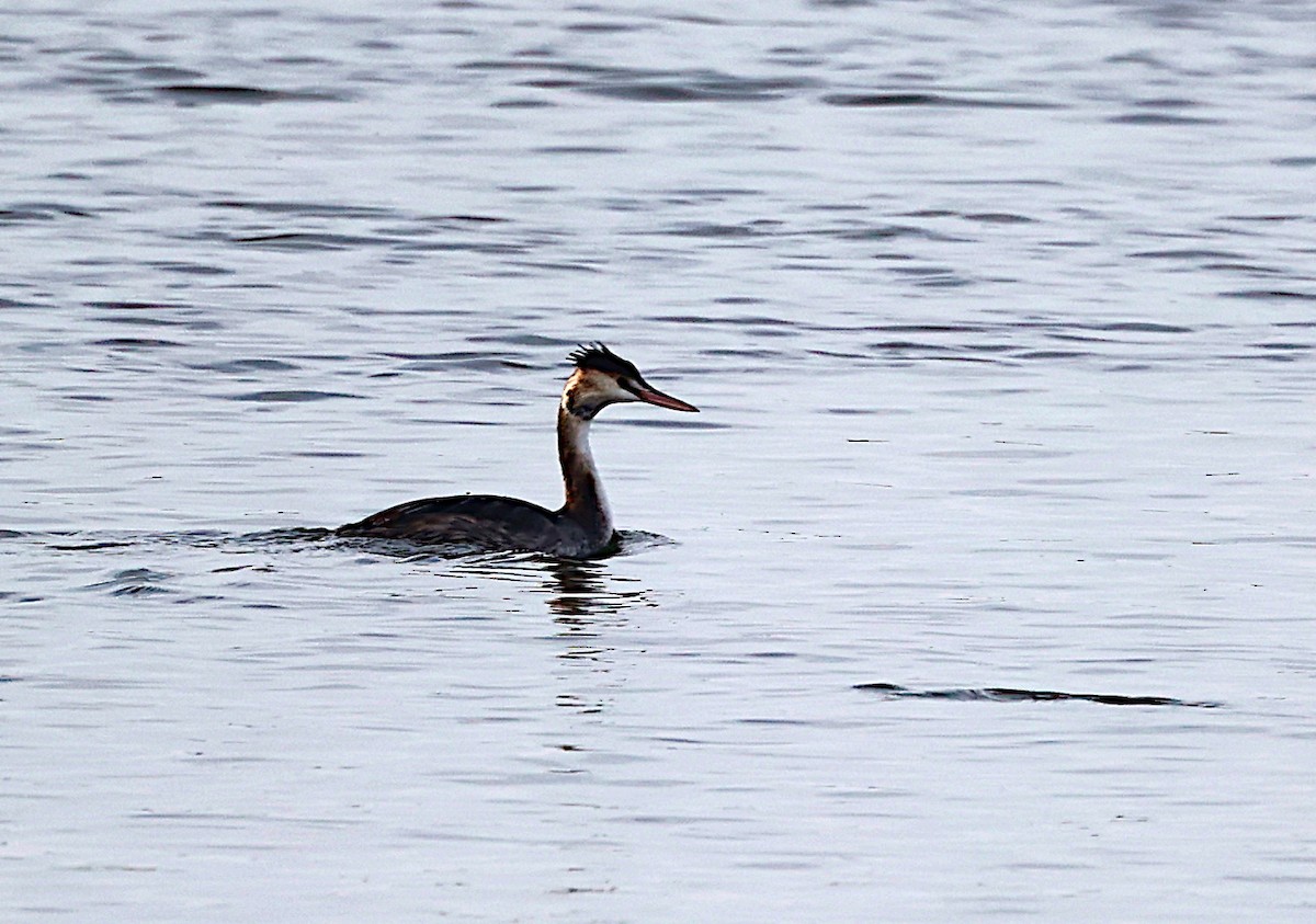 Great Crested Grebe - ML614100839