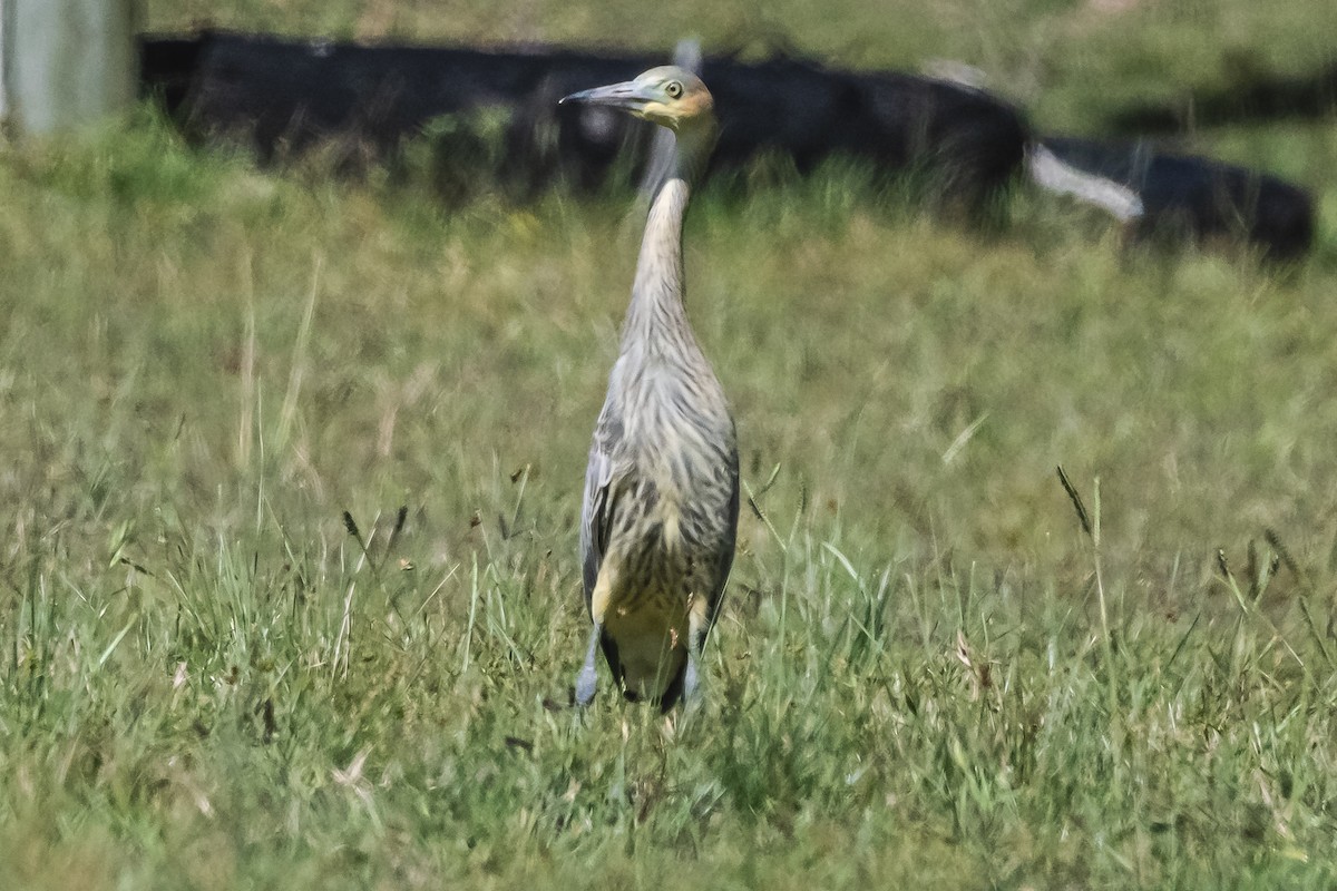 Whistling Heron - ML614100841