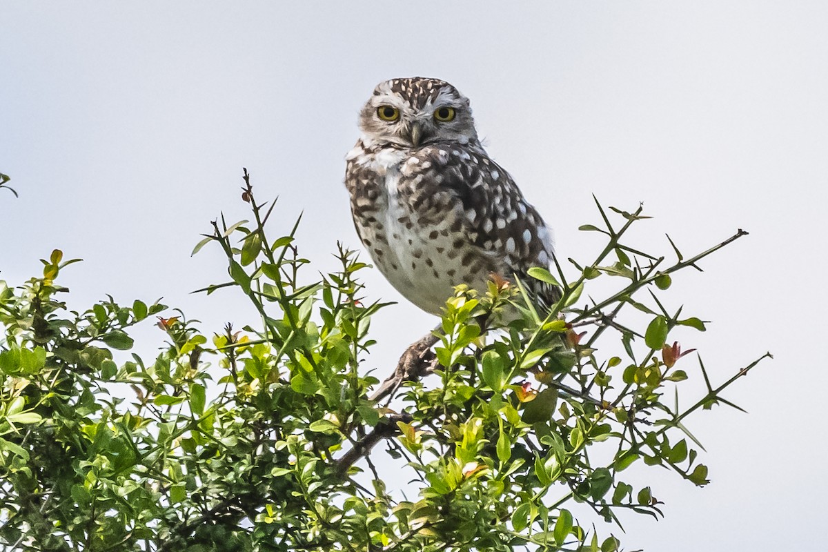 Burrowing Owl - ML614100847