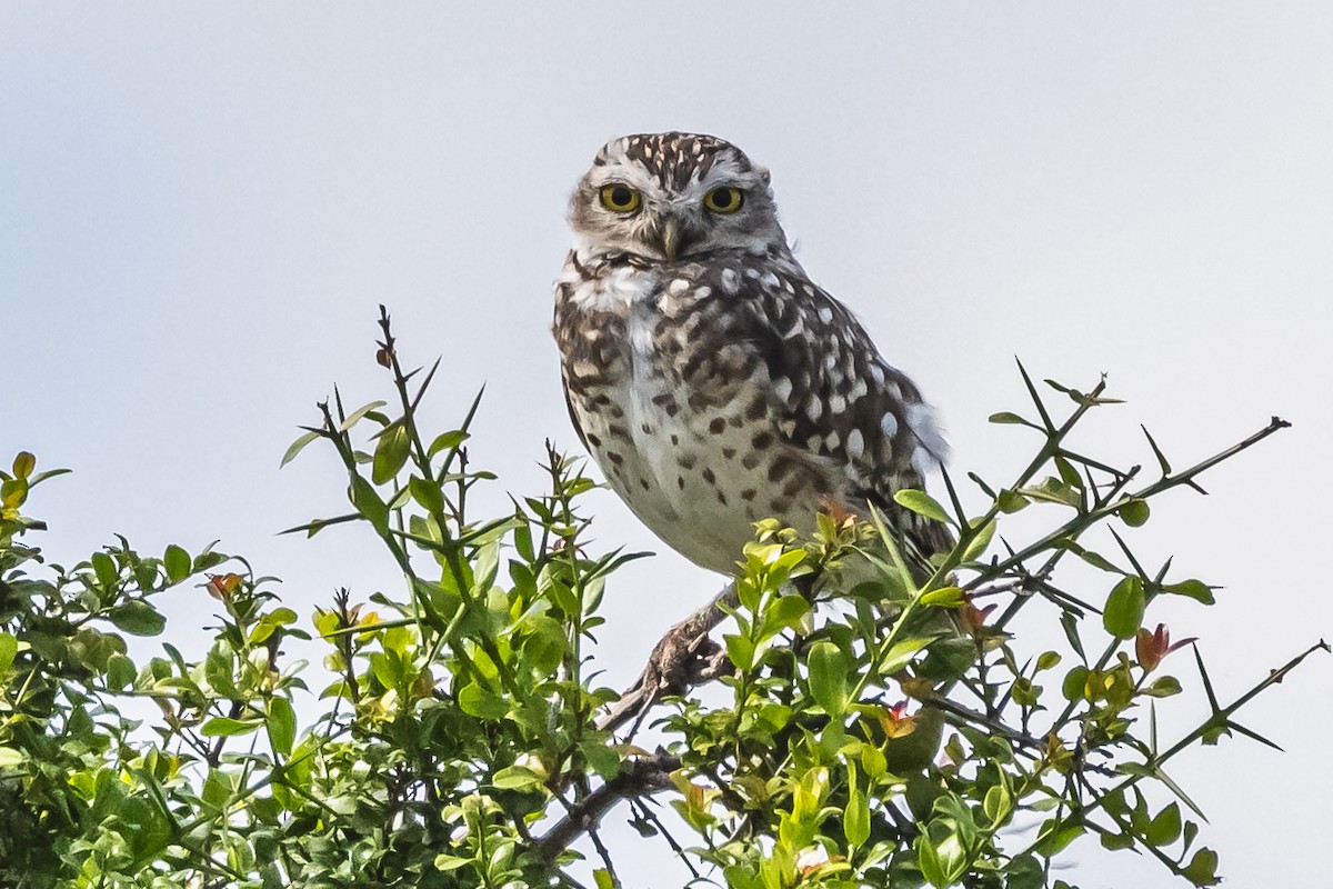 Burrowing Owl - ML614100849